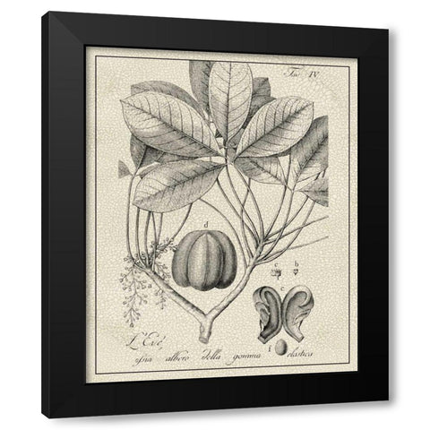 Antique Black and White Botanical VI Black Modern Wood Framed Art Print by Vision Studio