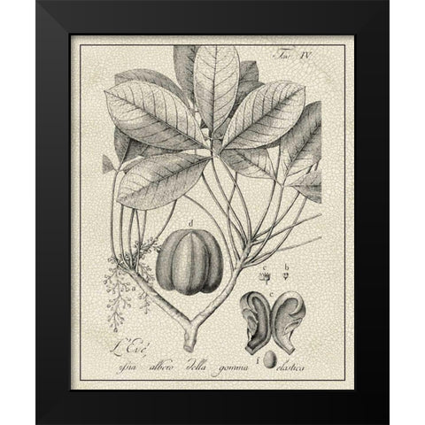Antique Black and White Botanical VI Black Modern Wood Framed Art Print by Vision Studio
