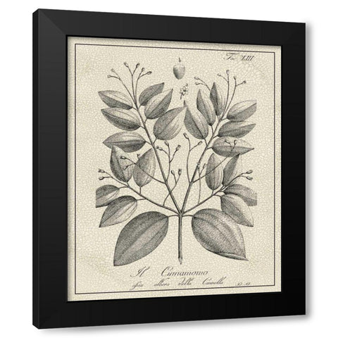 Antique Black and White Botanical VII Black Modern Wood Framed Art Print by Vision Studio