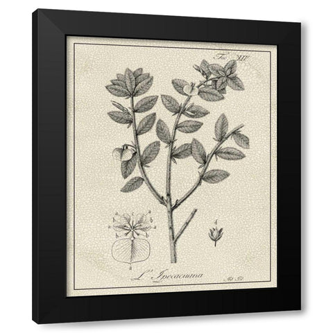 Antique Black and White Botanical VIII Black Modern Wood Framed Art Print with Double Matting by Vision Studio