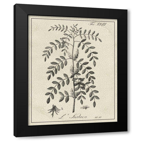 Antique Black and White Botanical IX Black Modern Wood Framed Art Print with Double Matting by Vision Studio