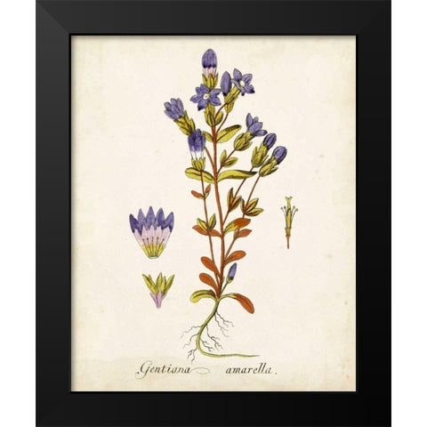 Antique Herb Botanical II Black Modern Wood Framed Art Print by Unknown