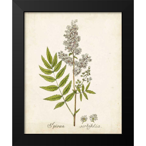 Antique Herb Botanical III Black Modern Wood Framed Art Print by Unknown