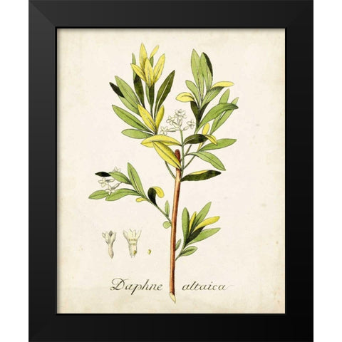 Antique Herb Botanical IV Black Modern Wood Framed Art Print by Unknown