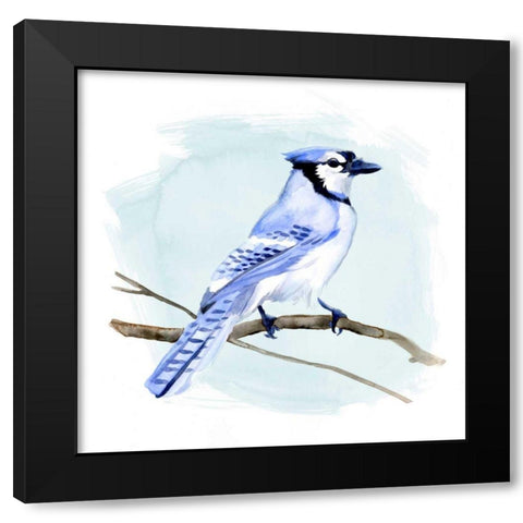 Coastal Blue Jay I Black Modern Wood Framed Art Print with Double Matting by Green, Jacob