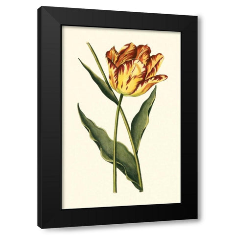 Vintage Tulips I Black Modern Wood Framed Art Print with Double Matting by Vision Studio