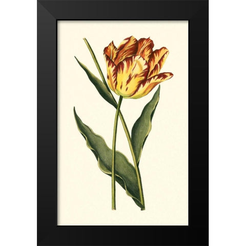 Vintage Tulips I Black Modern Wood Framed Art Print by Vision Studio