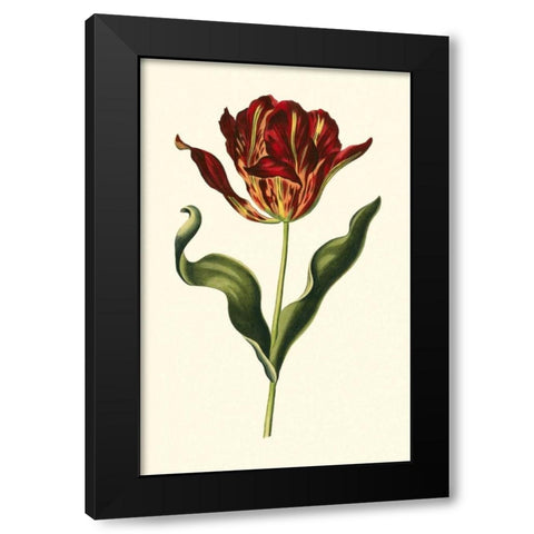 Vintage Tulips II Black Modern Wood Framed Art Print with Double Matting by Vision Studio