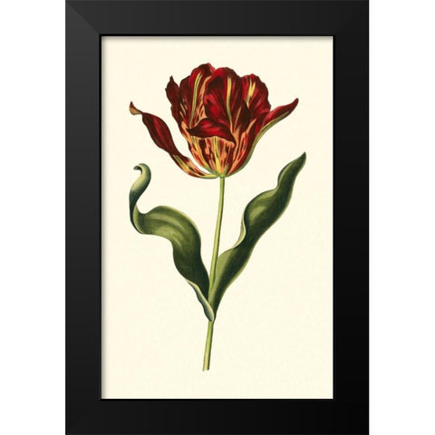 Vintage Tulips II Black Modern Wood Framed Art Print by Vision Studio