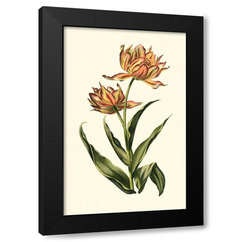 Vintage Tulips III Black Modern Wood Framed Art Print with Double Matting by Vision Studio