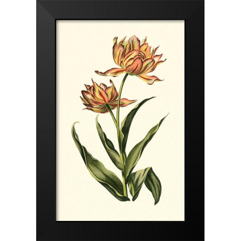 Vintage Tulips III Black Modern Wood Framed Art Print by Vision Studio