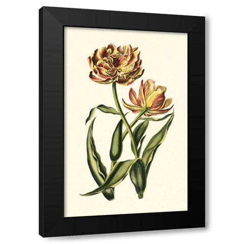 Vintage Tulips IV Black Modern Wood Framed Art Print with Double Matting by Vision Studio