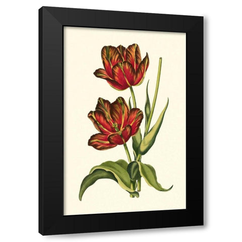 Vintage Tulips V Black Modern Wood Framed Art Print with Double Matting by Vision Studio