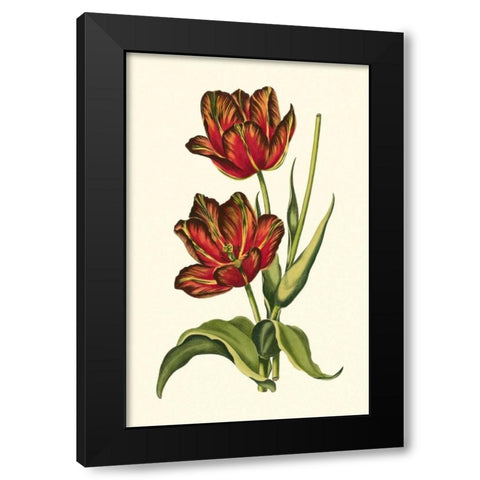 Vintage Tulips V Black Modern Wood Framed Art Print by Vision Studio