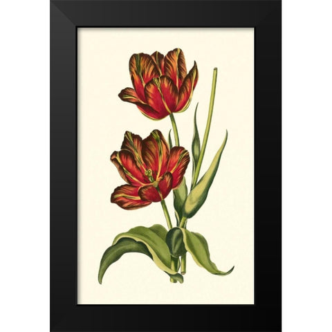 Vintage Tulips V Black Modern Wood Framed Art Print by Vision Studio