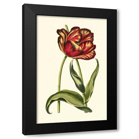 Vintage Tulips VI Black Modern Wood Framed Art Print by Vision Studio