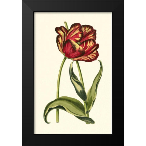 Vintage Tulips VI Black Modern Wood Framed Art Print by Vision Studio