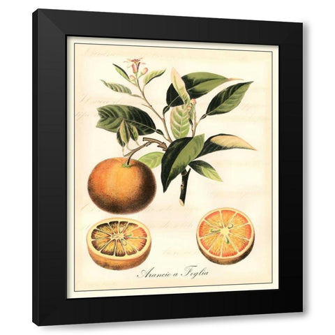 Tuscan Fruits III Black Modern Wood Framed Art Print with Double Matting by Vision Studio