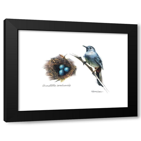 Bird and Nest Study II Black Modern Wood Framed Art Print with Double Matting by Dean, Bruce