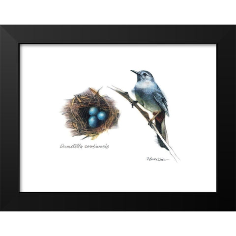Bird and Nest Study II Black Modern Wood Framed Art Print by Dean, Bruce
