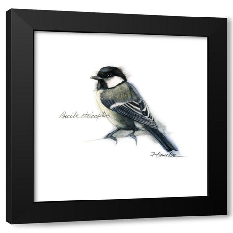 Songbird Study II Black Modern Wood Framed Art Print by Dean, Bruce