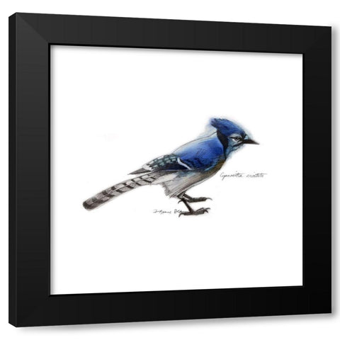 Songbird Study III Black Modern Wood Framed Art Print by Dean, Bruce