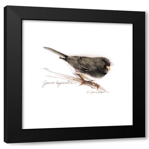 Songbird Study V Black Modern Wood Framed Art Print with Double Matting by Dean, Bruce