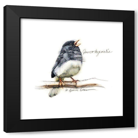 Songbird Study VI Black Modern Wood Framed Art Print by Dean, Bruce