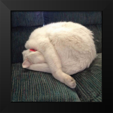 Cat Yoga I Black Modern Wood Framed Art Print by Nob, R.
