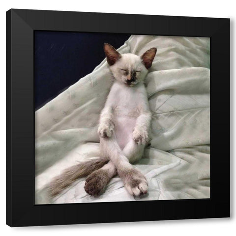 Cat Yoga II Black Modern Wood Framed Art Print by Nob, R.