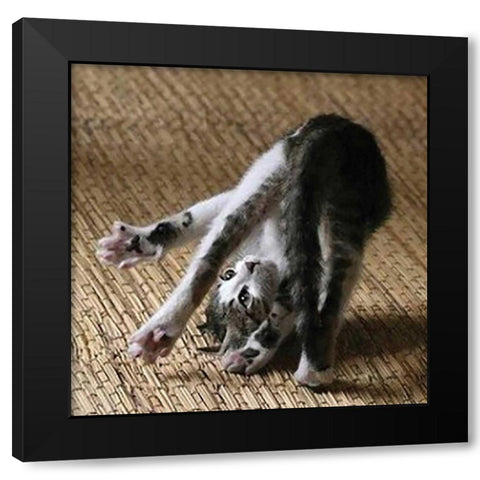 Cat Yoga IV Black Modern Wood Framed Art Print with Double Matting by Nob, R.