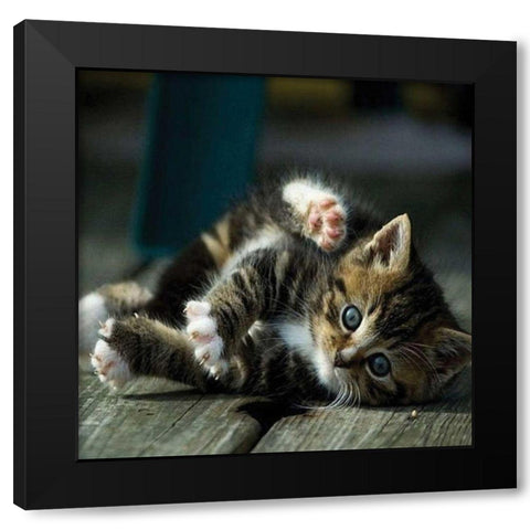 Cat Yoga V Black Modern Wood Framed Art Print with Double Matting by Nob, R.
