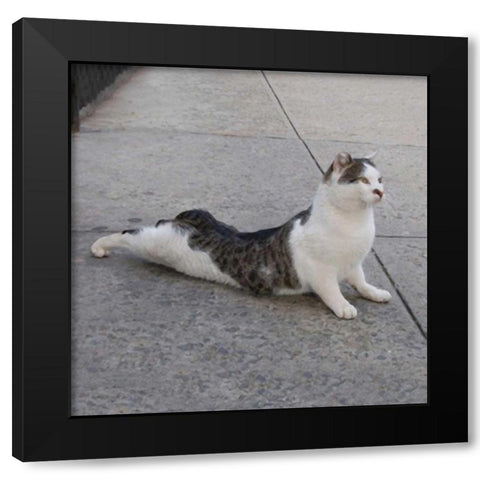 Cat Yoga VI Black Modern Wood Framed Art Print by Nob, R.