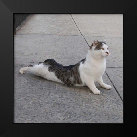 Cat Yoga VI Black Modern Wood Framed Art Print by Nob, R.