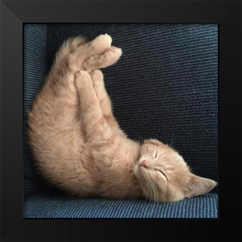 Cat Yoga VII Black Modern Wood Framed Art Print by Nob, R.