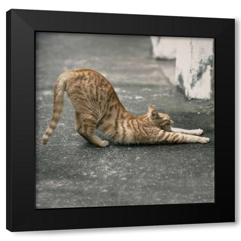 Cat Yoga VIII Black Modern Wood Framed Art Print with Double Matting by Nob, R.