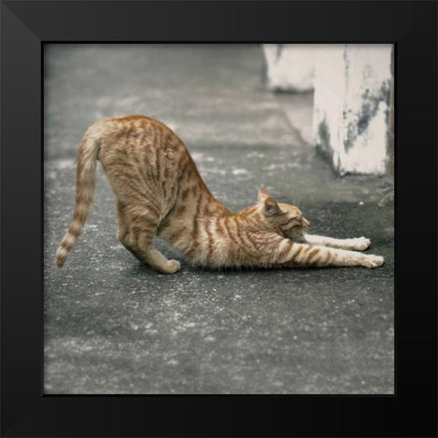 Cat Yoga VIII Black Modern Wood Framed Art Print by Nob, R.