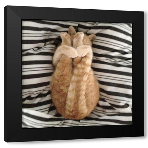 Cat Yoga IX Black Modern Wood Framed Art Print with Double Matting by Nob, R.