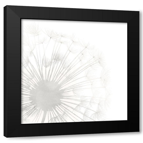 Dandelion Whisper I Black Modern Wood Framed Art Print by Popp, Grace