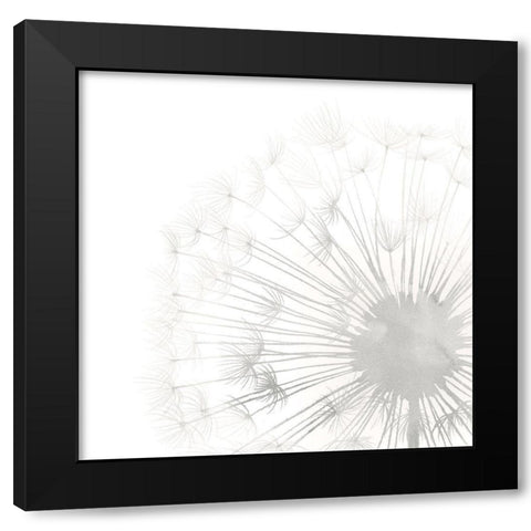 Dandelion Whisper II Black Modern Wood Framed Art Print with Double Matting by Popp, Grace