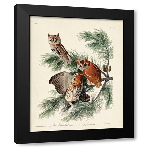 Pl 97 Little Screech Owl Black Modern Wood Framed Art Print by Audubon, John James