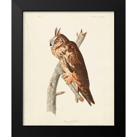 Pl 383 Long-eared Owl Black Modern Wood Framed Art Print by Audubon, John James