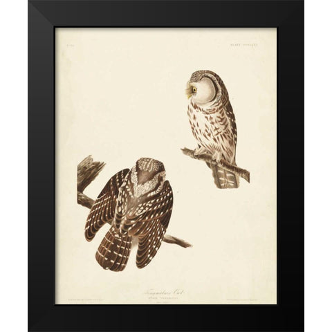 Pl 380 Tengmalms Owl Black Modern Wood Framed Art Print by Audubon, John James