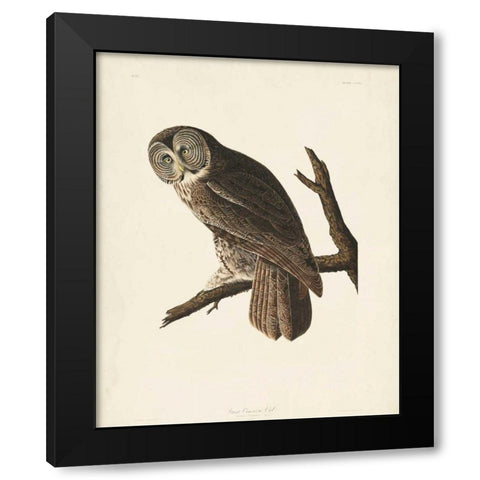 Pl 351 Great Cinereous Owl Black Modern Wood Framed Art Print by Audubon, John James