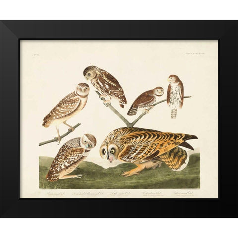 Pl 432 Burrowing Owl Black Modern Wood Framed Art Print by Audubon, John James