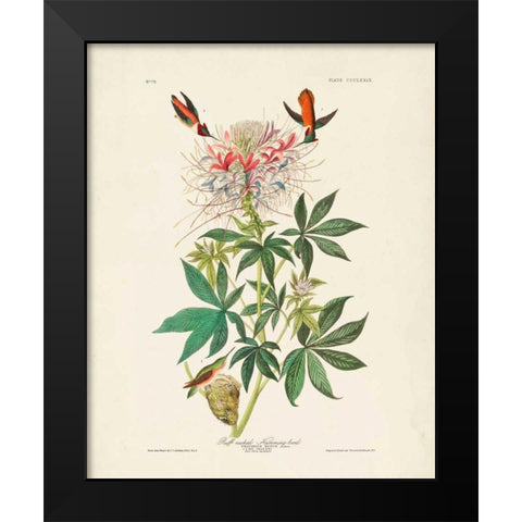 Pl 379 Ruff-necked Hummingbird Black Modern Wood Framed Art Print by Audubon, John James