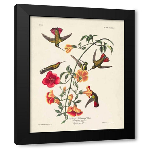 Pl 184 Mango Hummingbird Black Modern Wood Framed Art Print with Double Matting by Audubon, John James