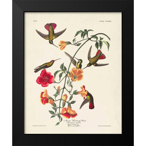 Pl 184 Mango Hummingbird Black Modern Wood Framed Art Print by Audubon, John James