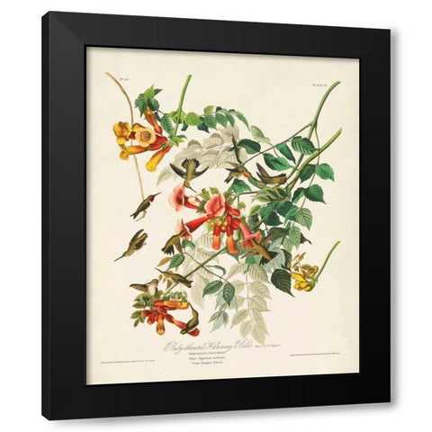 Pl 47 Ruby-throated Hummingbird Black Modern Wood Framed Art Print with Double Matting by Audubon, John James
