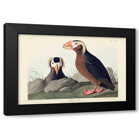 Pl 249 Tufted Auk Black Modern Wood Framed Art Print with Double Matting by Audubon, John James